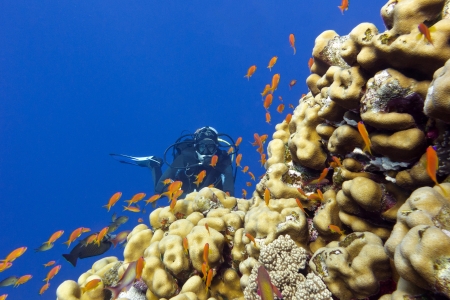 coral reef with porites corals, exotic fishes anthias and girl diver at the bottom of tropical seaの写真素材