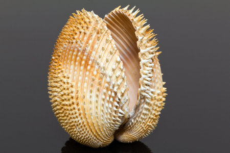 single douible seashell of bivalvia isolated on black background