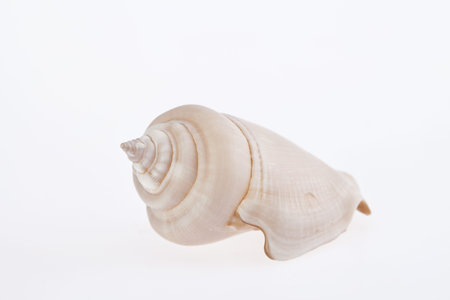 single seashell isolated on white background