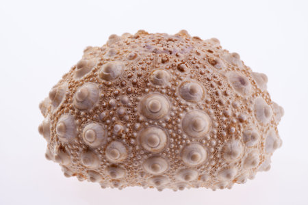 skeleton of sea urchin isolated on white background closeup