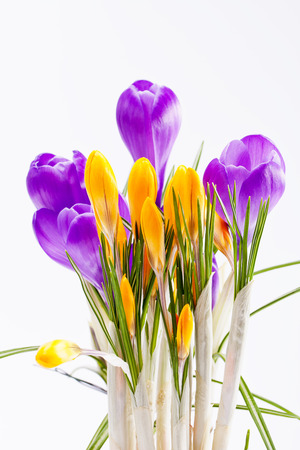 violet and yellow spring flowers of crocus isolated on white backgroundの写真素材