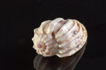 single seashell isolated on black background