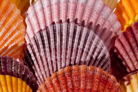 collection of various colorful seashells on black  backgroundの写真素材
