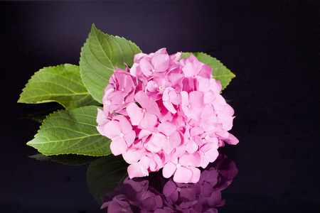 single pink hortensia on black backgroundの写真素材