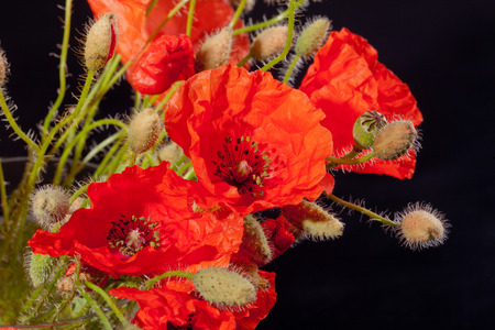 bouquet of red papavers with buds on black backgroundの写真素材