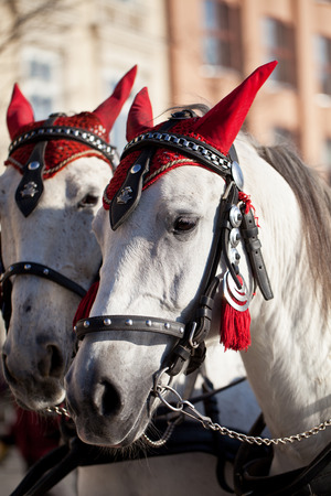 horsses  in decorative harness for cabs on Maun Market Square in Krakow in Polandの写真素材