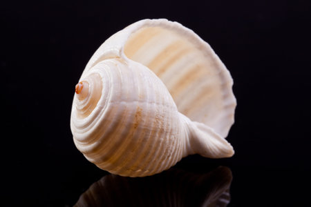 sea shell with reflection isolated on black background
