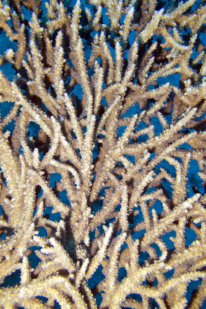 with table coral reef close up underwater coralの写真素材