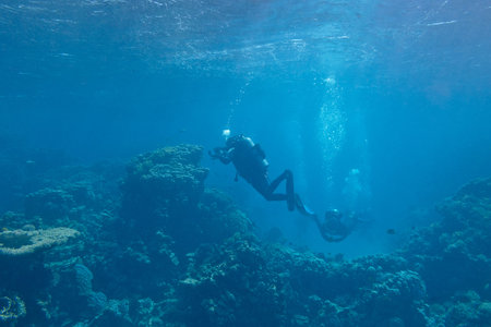 divers over a coral reef in tropical sea, underwaterの写真素材