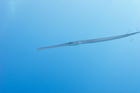 single Cornetfish in tropical sea on a background of blue waterの写真素材
