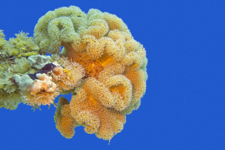 coral reaf with great yellow mushroom leather coral at the bottom of tropical sea on a background of blue waterの写真素材