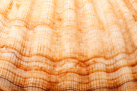background of single seashell of mollusc, close up.