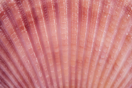 background of seashells of mollusk, close up.