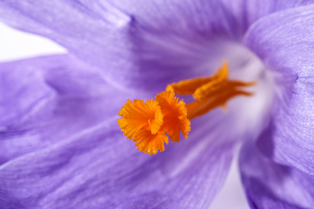floral post of spring flower crocus, macroの写真素材