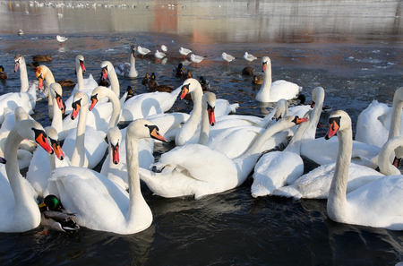 herd of white swans swimming on the river in winter.の写真素材