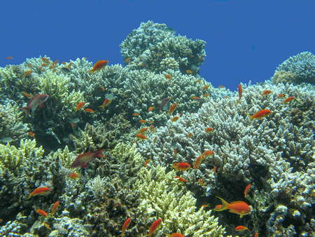 colorful coral reef with shoal of fishes scalefin anthias in tropical seaの写真素材