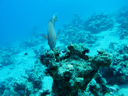 coral reef in deep water at the bottom of tropical sea, underwater.の写真素材