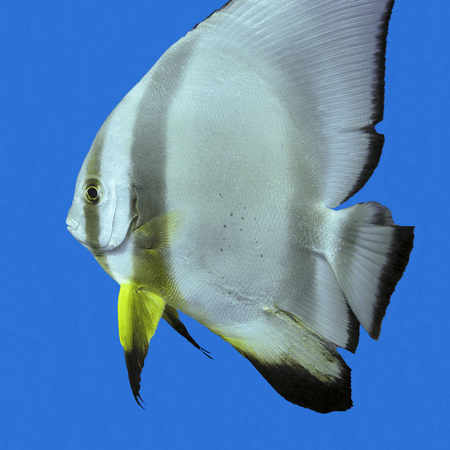 single exotic fish circular batfish in tropical sea on a background of blue water, underwaterの写真素材