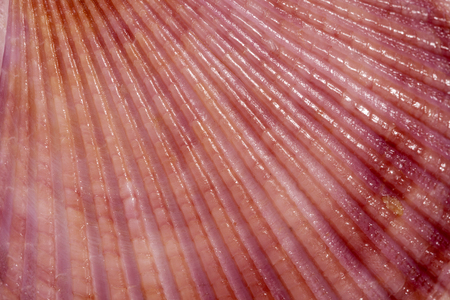 background of colorful sea shells of mollusk, close up.の写真素材
