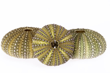 some sea shells of Sea urchin on white background.