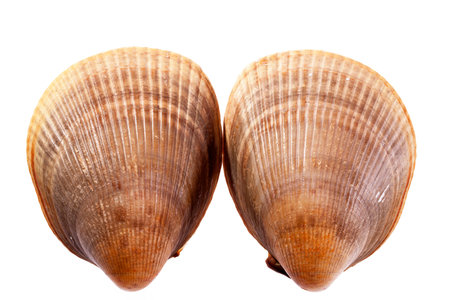 two sea shells of seashell of  mollusk isolated on white background.