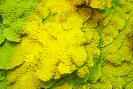 Coral reef with yellow coral turbinaria mesenterina at the bottom of tropical sea, underwater