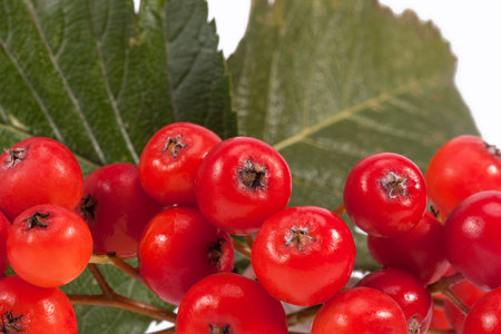 Red fruits of rowan berry on white background, close up