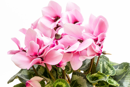 Flowers of pink cyclamen isolated on white backgroundの写真素材