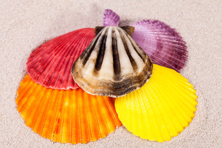 some colorful sea shells of  mollusk on sand, close up