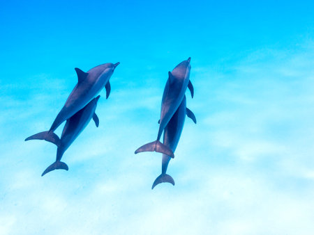 Group of dolphins in tropical sea, underwaterの写真素材