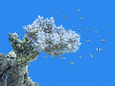 Coral reef at the bottom of tropical sea on a background of blue water, underwater.の写真素材