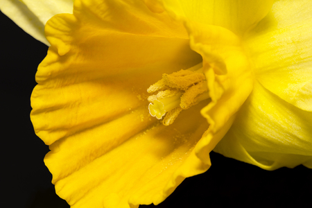 Spring flower of yellow jonquil on black background, close upの写真素材