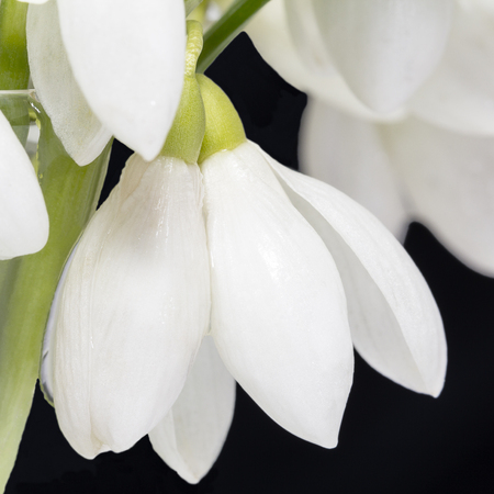 White spring flowers of snowdrops  isolated on black background, close upの写真素材