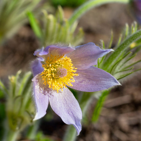 Lilac spring  easter flowers (Pulsatilla patens) in the garden.