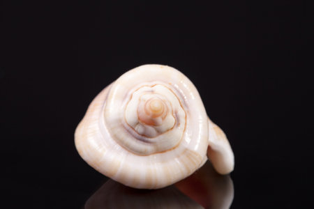 Single  sea shell  of marine snail isolated on black background, close up