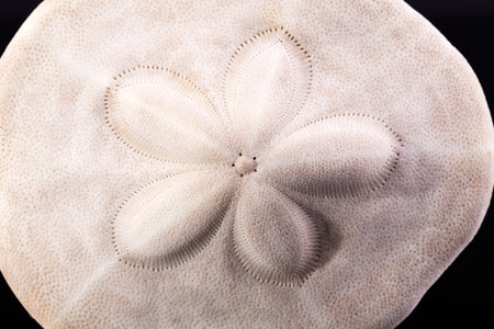 Sea shell of sea urchin ( sand dollar)  on black  background , close up
