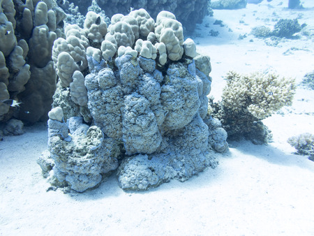 Coral reef at the bottom of tropical sea, underwaterの写真素材