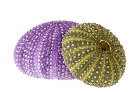 Sea shells of violet and green sea urchin ( Echinoidea) isolated on white background.
