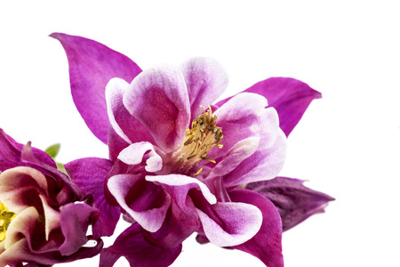 Purples pring flowers of Aquilegia vulgaris isolated on white backgroundの写真素材
