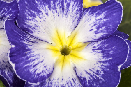 Spring flower of violet  Primula vulgaris, close upの写真素材