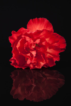 Flowers of red carnation (Dianthus caryophyllus) isolated on black  background, reflectionの写真素材