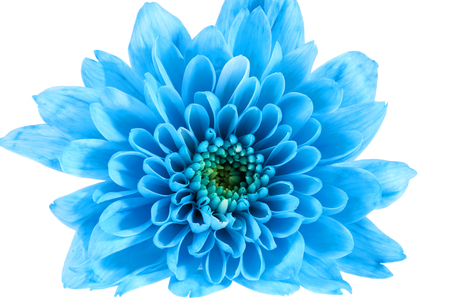 Single blue chrysanthemum flower isolated on white background, close upの写真素材