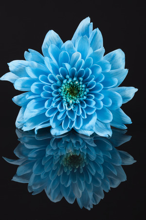 Single blue chrysanthemum flower on black background, reflection,  close up.の写真素材