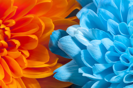 Background of colorful chrysanthemum flowers, blue and orange, close upの写真素材