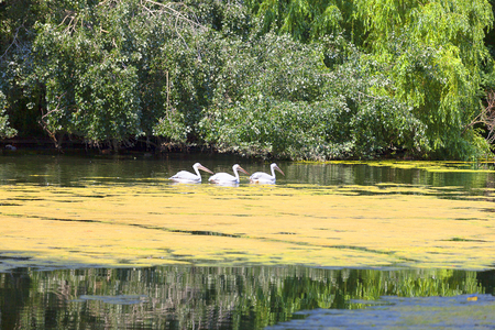 St. James Park near Buckingham Palace, City of Westminster, London, United Kingdom.の写真素材