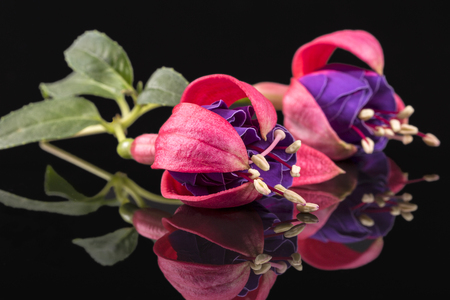 Two buds of fuchsia flower isolated on black background, mirror reflectionの写真素材
