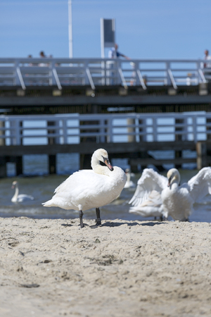 SOPOT, POLAND - JUNE 6, 2018: Group of swans on the sandy beach, close to the Sopot pierのeditorial素材