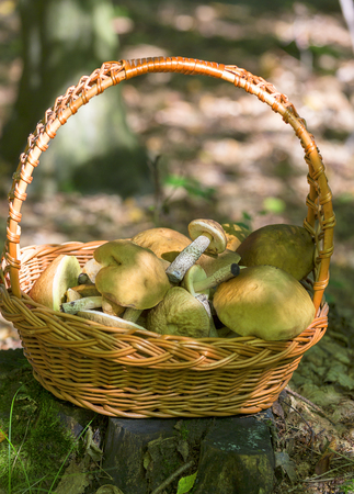 A collection of fresh edible mushrooms in a basket in the forestの写真素材