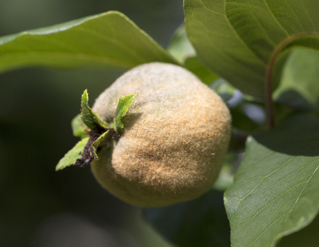 Ripened fruit of quince on the tree, close upの写真素材