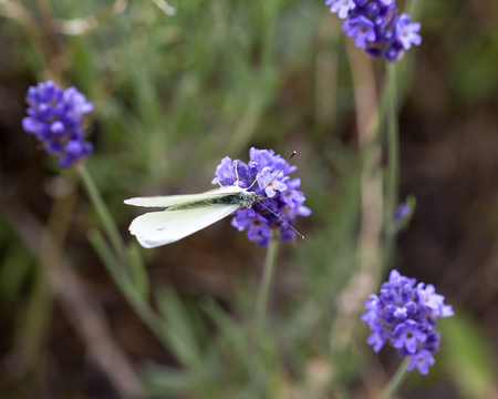 Lavender flowers blooming in the garden, butterfly, beautiful lavender fieldの写真素材